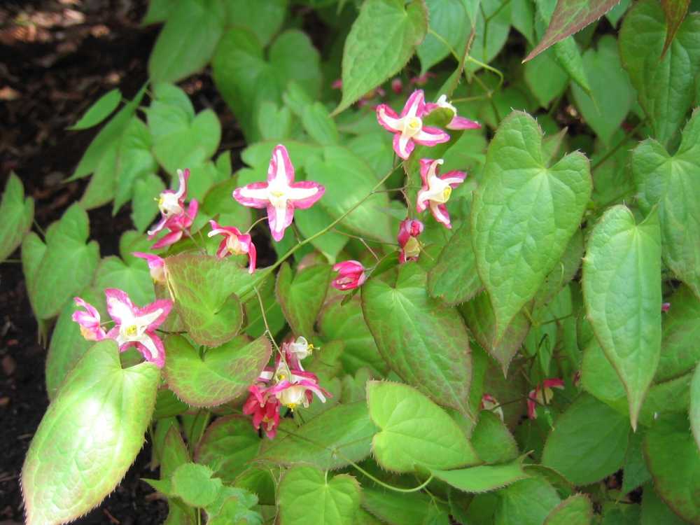 Epimedium grandiflorum 'Rose Queen' (Großblütige Elfenblume)